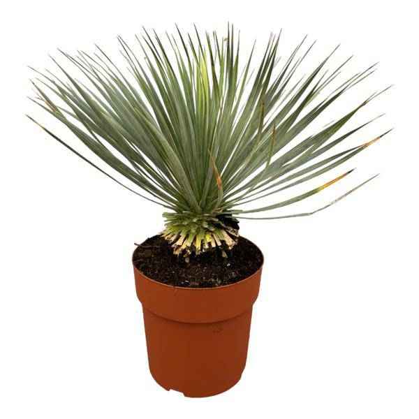 Image of Palmlilie – Yucca Rostrata auf Stiel – ↕70cm – Ø30cm – Exotische Zimmer – & Terrassenpflanze – Pflegeleicht & robust-0