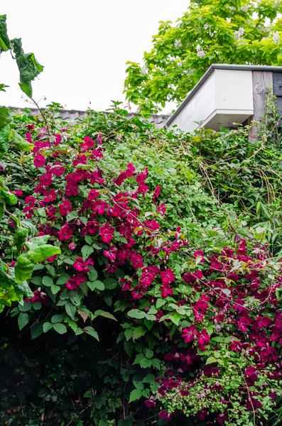 Image of Waldrebe – Clematis Hagley Hybrid – Ø15cm – ca. 65cm hoch – Winterharte Kletterpflanze mit großen rosa – bis purpurfarbenen Blüten-0