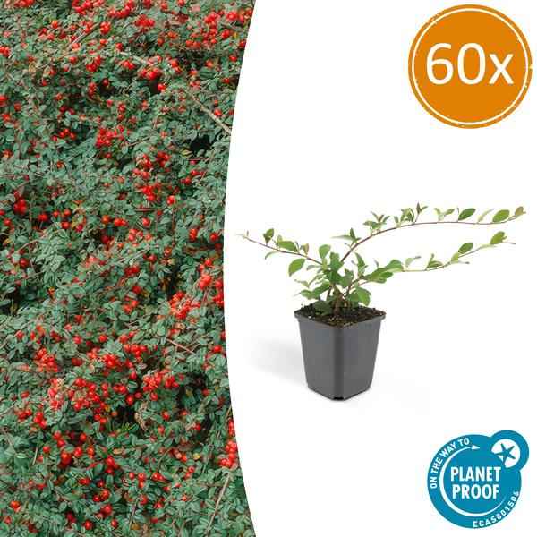 Image of Teppichmispel Cotoneaster dammeri 'Major' – 60 Pflanzen – ↕25cm – Ø9cm – Bodendecker – Winterhart & pflegeleicht – Sonne & Halbschatten-1