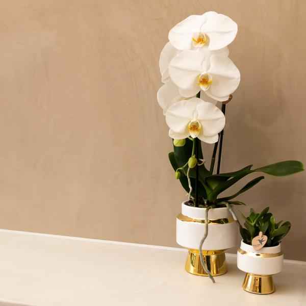 Image of Le Chic Blumentopf Zimmerpflanze Ø6cm – blühende Orchidee für Wohnzimmer, Büro & helle Standorte kaufen-4