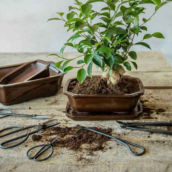 Image of Bonsai Wurzelhaken – 20,5cm – Professionelles Bonsai Werkzeug zum Lösen & Entwirren von Wurzeln – Stabil & langlebig – Für Bonsai Pflege & Umtopfen