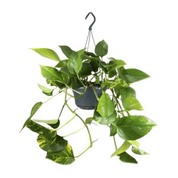 Image of Efeutute – Epipremnum Aureum – Ø15cm x H25cm – Schneller Wuchs – Pflegeleichte Zimmerpflanze – Luftreinigend – Kletter – & Hängepflanze