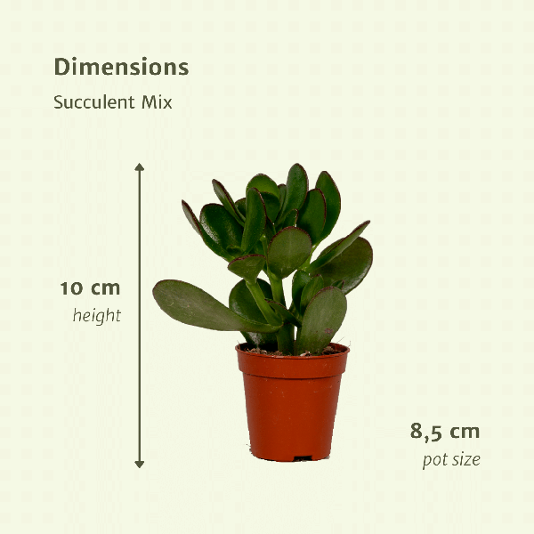 Image of Sukkulenten Mix 18 Pflanzen Ø8,5cm ↕10cm – pflegeleichtes Pflanzen Set für Urban Jungle, Fensterbank, Wohnzimmer & Büro-3