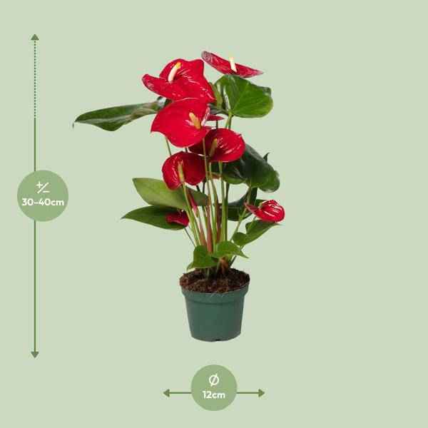 Image of Flamingoblume (Anthurium Andreanum Grp Nevada) Zimmerpflanze Ø12cm ↕40cm – pflegeleichte Grünpflanze für Wohnzimmer, Büro & helle Standorte-1