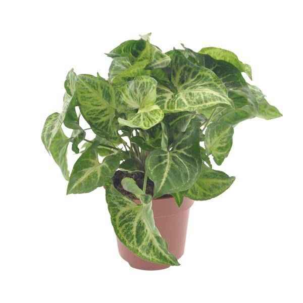 Image of Purpurtute Syngonium Arrow – Ø12cm – ↕25cm – Pflegeleichte Zimmerpflanze mit pfeilförmigem Laub – Grünpflanze für Wohnzimmer, Büro & Pflanzgefäße-0