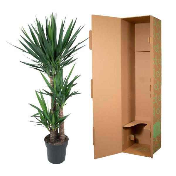 Image of Yucca Elephantipes – Riesen – Palmlilie – Zimmerpflanze – Ø27cm – ↕140cm – Pflegeleicht & Robust – Für Innen & Außen-2