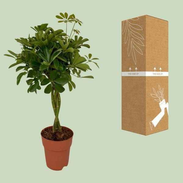 Image of Strahlenaralie Schefflera Compacta Zimmerpflanze Ø19cm ↕80cm – pflegeleichte Grünpflanze für Wohnzimmer, Büro & helle Standorte kaufen-2