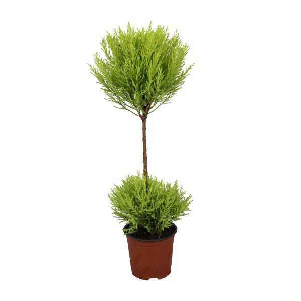 Image of Zimmerzypresse – Cupressus Goldcrest Wilma – Ø14cm – ↕60cm – immergrüne Zierpflanze für Innen & Außen – pflegeleichte Kübelpflanze mit frischem Duft-0