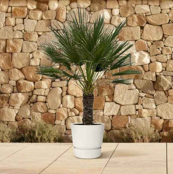 Image of Chamaerops Humilis auf Stiel – Zwergpalme – Fächerpalme – Mediterrane Zimmer – und Kübelpflanze – Ø45cm – ↕150cm-3