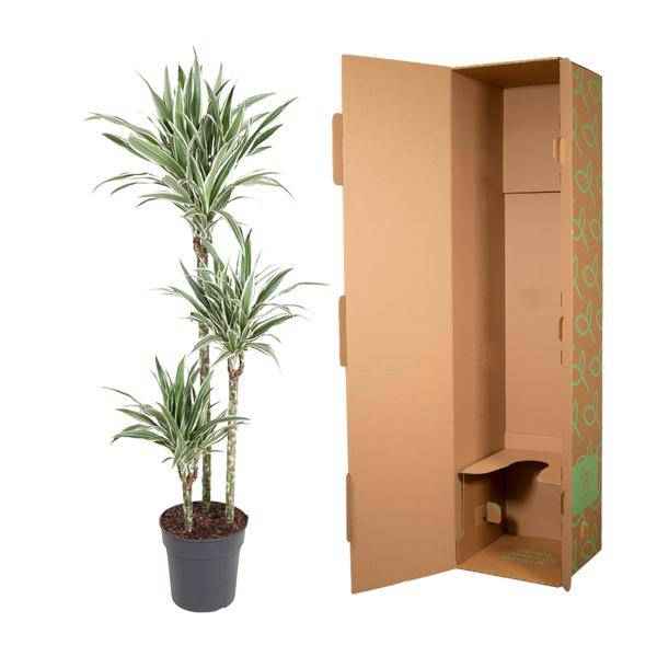 Image of Drachenbaum Zimmerpflanze Ø24cm ↕150cm – pflegeleichte Grünpflanze für Wohnzimmer, Büro & helle Standorte kaufen-2