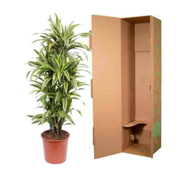 Image of Drachenbaum Dracaena Lemon Lime – 150cm hoch – Ø30cm – Auffällige Zimmerpflanze mit gelbgrünem Blattwerk – Pflegeleicht & robust – für Zimmer & Büro-2