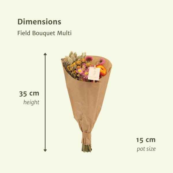 Image of Trockenblumen – 12 Sträuße Field Bouquet Multi – bunter Trockenstrauß – 35cm Höhe Ø15cm – langlebige getrocknete Blumen für Dekoration & Geschenkideen