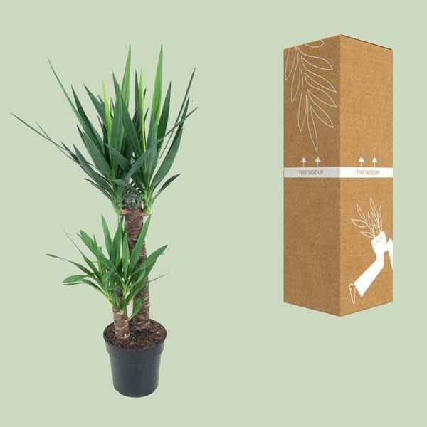 Image of Riesen – Palmlilie Yucca Elephantipes Zimmerpflanze Ø21cm ↕100cm – pflegeleichte Grünpflanze für Wohnzimmer, Büro & helle Standorte kaufen-2