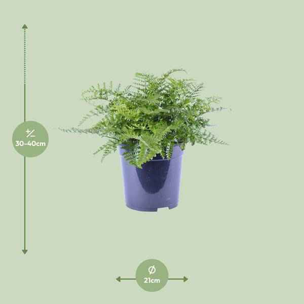 Image of Nestfarn Asplenium Parvati Zimmerpflanze Ø21cm ↕40cm – pflegeleichte Grünpflanze für Wohnzimmer, Büro & helle Standorte kaufen-1