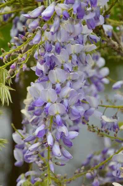 Image of Chinesischer Duft – Blauregen – Wisteria sinensis 'Caroline' – 2 Pflanzen – Ø15cm – ca. 65cm hoch – Winterharte Kletterpflanze mit blau