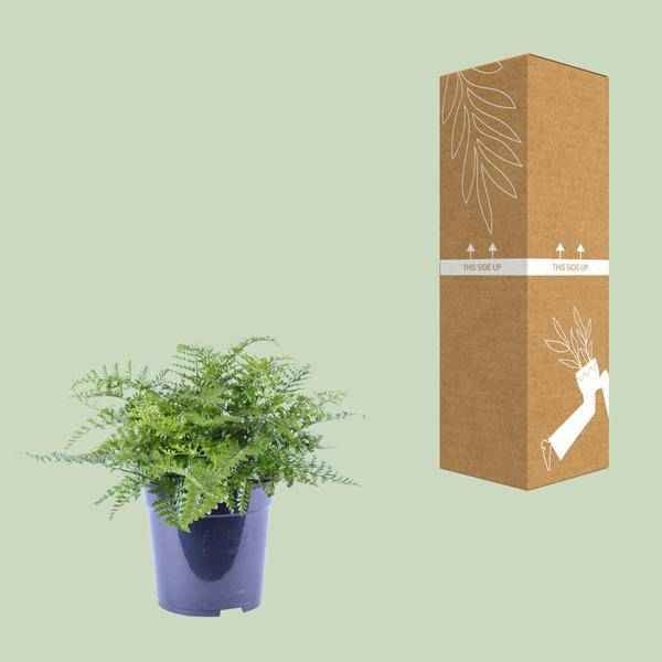 Image of Nestfarn Asplenium Parvati Zimmerpflanze Ø21cm ↕40cm – pflegeleichte Grünpflanze für Wohnzimmer, Büro & helle Standorte kaufen-2