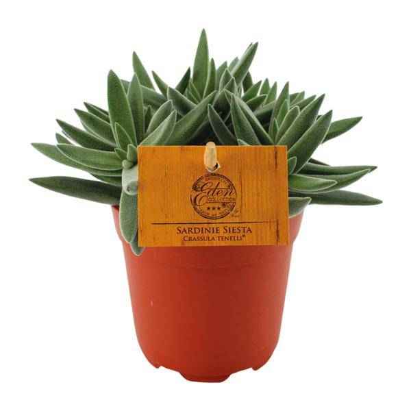 Image of Sukkulente Crassula Tenelli Zimmerpflanze Ø11cm ↕15cm – pflegeleichte Sukkulente für Wohnzimmer, Büro & helle Standorte kaufen-0