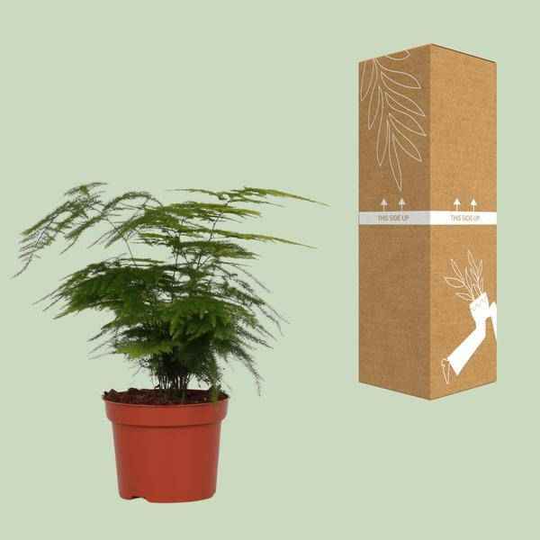 Image of Feder – Spargel Zimmerpflanze Ø12cm ↕35cm – pflegeleichte Grünpflanze für Wohnzimmer, Büro & helle Standorte kaufen