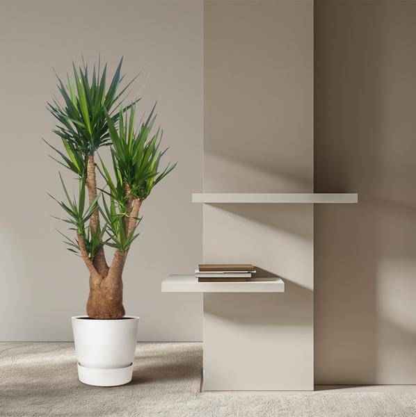 Image of Riesen – Palmlilie – Yucca Elephantipes verzweigt – Zimmerpflanze 190cm – Ø55cm – Tropische Grünpflanze für Wohnzimmer, Büro & Wintergarten-3
