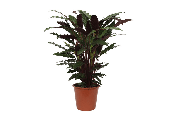 Image of Calathea Wavestar – Korbmarante – Zimmerpflanze Ø19cm – Höhe ca. 80cm – Exotische Blattschmuckpflanze für Innenräume