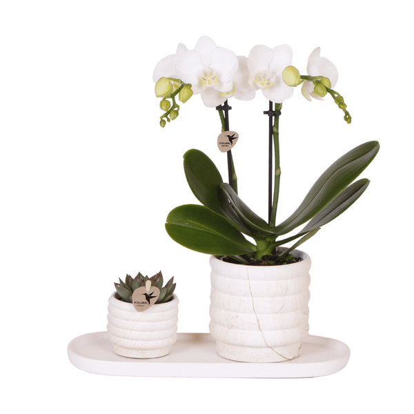 Image of Phalaenopsis Orchidee Lausanne Weiß + Sukkulente – Pflanzenset – Zimmerpflanze inkl. Keramik Topfset im Marmor – Design & Tablett-0