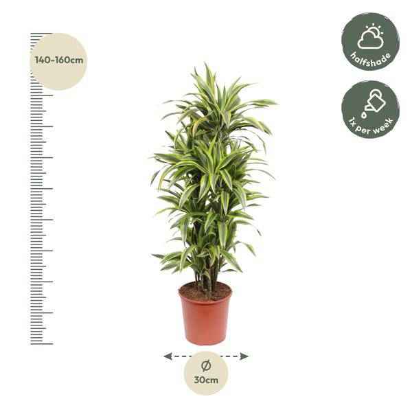 Image of Drachenbaum Dracaena Lemon Lime – 150cm hoch – Ø30cm – Auffällige Zimmerpflanze mit gelbgrünem Blattwerk – Pflegeleicht & robust – für Zimmer & Büro-1