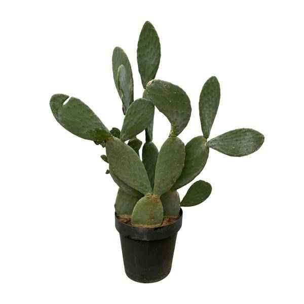 Image of Opuntia Ficus Indica – Feigenkaktus – Große Zimmer – & Gartenpflanze – ↕140cm – Ø50cm – Pflegeleichter Kaktus mit gelben Blüten