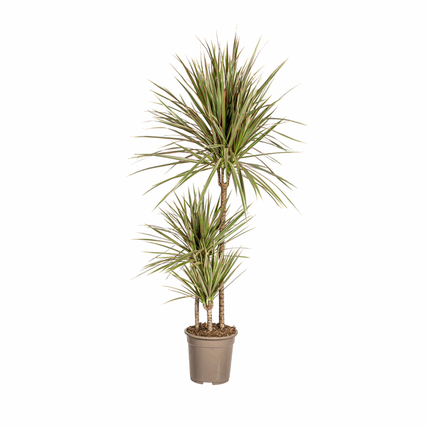 Image of Dracaena Marginata Bicolor – Drachenbaum – Ø21cm – ↕110-130cm – Elegante Zimmerpflanze mit zweifarbigen Blättern – Pflegeleicht & luftreinigend-0