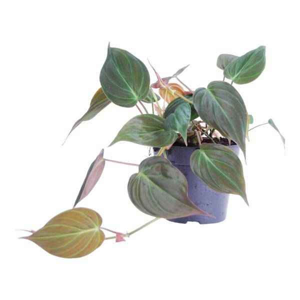 Image of Philodendron scandens Micans – Baumfreund – Zimmerpflanze ↕25cm Ø12cm – Herzblatt – Philodendron mit samtigen Blättern – Hänge