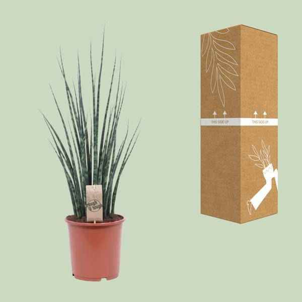Image of Bogenhanf – Sansevieria Fernwood Mikado – Zimmerpflanze – Ø19cm – ↕80cm – Schwiegermutterzunge – pflegeleicht & luftreinigend