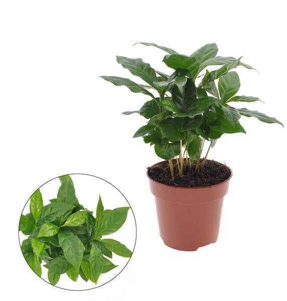 Image of Kaffeepflanze Coffea Arabica Zimmerpflanze Ø12cm ↕30cm – pflegeleichte Grünpflanze für Wohnzimmer, Büro & helle Standorte kaufen-0