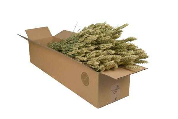 Image of Getrocknete Blumen – Weizen (Triticum) – Natur – 4 Sträuße – ↕60cm – Trockenblumen Bündel – Langlebig & pflegeleicht – Rustikale Vase & DIY Deko
