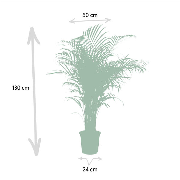 Image of Areca – Palme – Betelpalme Dypsis lutescens – Ø24cm – 130cm Höhe – Luftreinigende Goldfruchtpalme – Tropische Zimmerpflanze für gesundes Raumklima-3