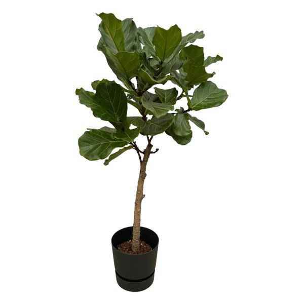 Image of Ficus Lyrata – Geigenfeige – 160cm hoch – Zimmerpflanze im Topf Greenville Schwarz Ø30cm – Große XXL-Pflanze mit glänzenden Blättern – Elegante & pflegeleichte Grünpflanze für Wohnzimmer, Büro & Wintergarten