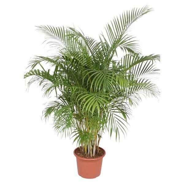 Image of Goldfruchtpalme Dypsis Lutescens Zimmerpflanze Ø40cm ↕200cm – tropische Grünpflanze für Wohnzimmer, Büro & helle Standorte kaufen-0