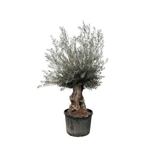 Image of Olivenbaum – Olea Europaea Bonsai – 225cm – Ø80cm – Mediterrane Pflanze mit gedrehtem Stamm – Echter Olivenbonsai für Garten, Terrasse & Innenbereich-0