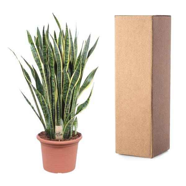 Image of Bogenhanf – Sansevieria Laurentii – Zimmerpflanze 100cm – Ø35cm – Pflegeleichte Grünpflanze mit gelbem Rand-2