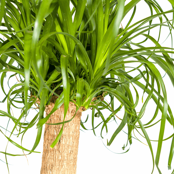 Image of Beaucarnea Recurvata – Elefantenfuß – Ø24cm – ↕80-100cm – Pflegeleichte Zimmerpflanze mit markantem Stamm & eleganten Blättern – Trockenheitsresistent