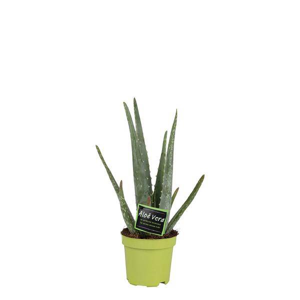 Image of Echte Aloe Vera – Zimmerpflanze – Ø10,5cm – ca. 35cm hoch – pflegeleichte Heilpflanze mit dickfleischigen Blättern-0