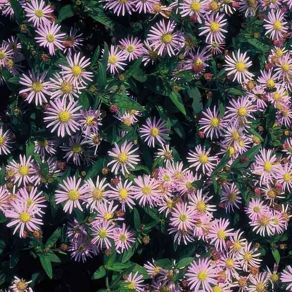 Image of Wild – Aster ageratoides 'Asran' – 6 Stück – ↕10-25cm – Ø9cm – Herbstblüher für Garten & Balkon – Pflegeleichte Staude mit hellblauen Blüten-0