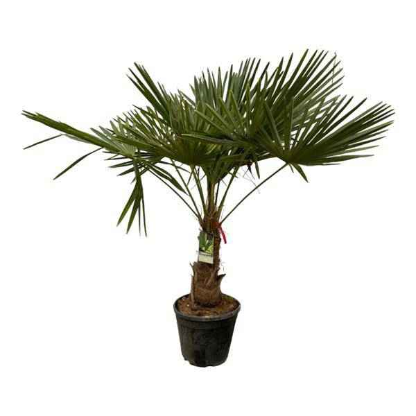 Image of Trachycarpus fortuneii – Chinesische Hanfpalme – Winterharte Palme für Garten, Terrasse oder Zimmer – Höhe ca. 200cm – Ø40cm-0
