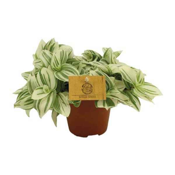 Image of Dreimasterblume – Tradescantia Brightness – Zimmerpflanze – Ø12cm – ↕20cm – Pflegeleichte & dekorative Grünpflanze mit V – förmigen Blättern-0