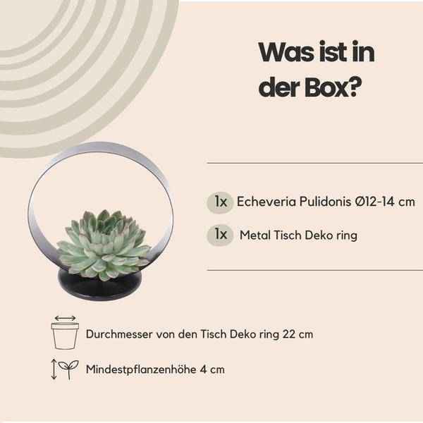 Image of Sukkulente Echeveria pulidonis ROOTLESS Zimmerpflanze Ø20cm – pflegeleichte Sukkulente für Wohnzimmer, Büro & helle Standorte kaufen-3