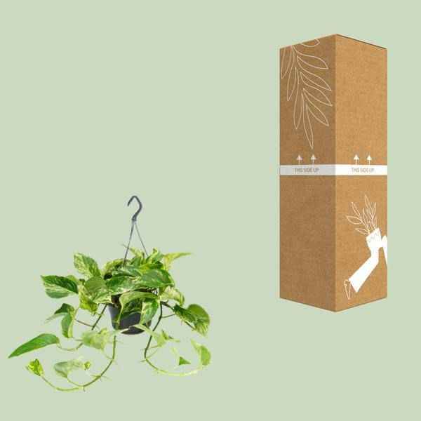 Image of Efeutute Marble Queen – Epipremnum Scindapsus – Ø15cm x H25cm – Zimmerpflanze mit weiß – grüner Blattmusterung – Pflegeleicht – Für hellen Standort