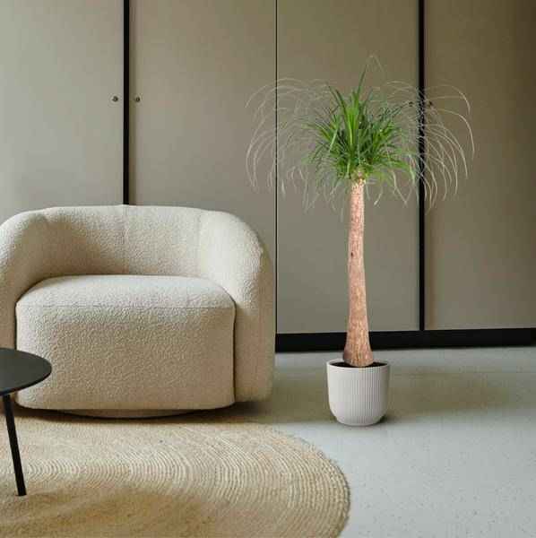 Image of Elefantenfuß Zimmerpflanze Ø32cm ↕120cm – pflegeleichte Grünpflanze für Wohnzimmer, Büro & helle Standorte kaufen-3
