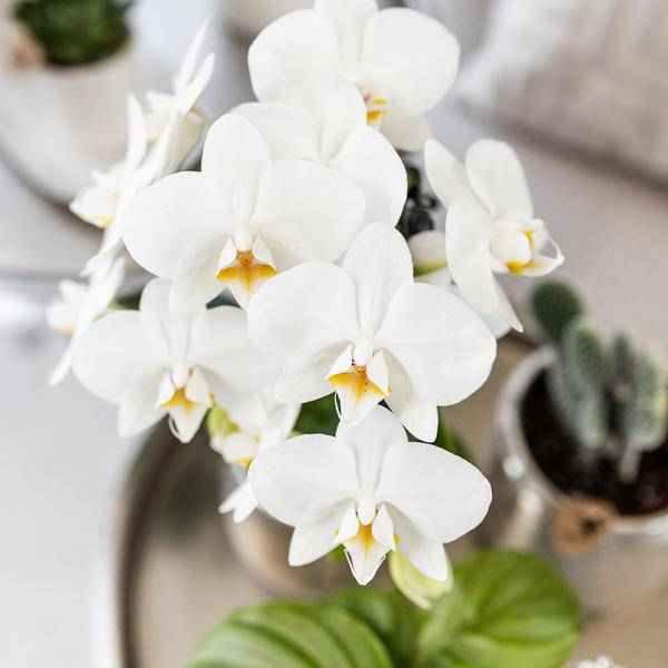 Image of Phalaenopsis Orchidee Amabilis Weiß – inkl. Elite Keramiktopf Silber – Zimmerpflanze ca. 35cm – Edle Orchidee mit 2-3 Blütenstielen-2