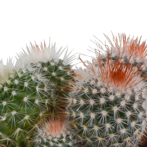 Image of Kaktus Bolcactus Mix – 3 Pflanzen – Ø8,5cm Zimmerpflanzen im Terrakotta – Topf – Verschiedene Kugelkakteen