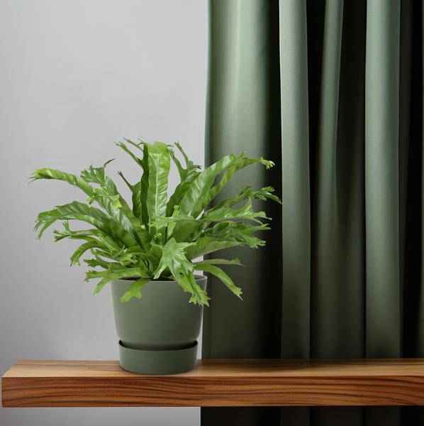 Image of Nestfarn Asplenium Nidus Crissie Zimmerpflanze Ø17cm ↕40cm – pflegeleichte Grünpflanze für Wohnzimmer, Büro & helle Standorte kaufen-3