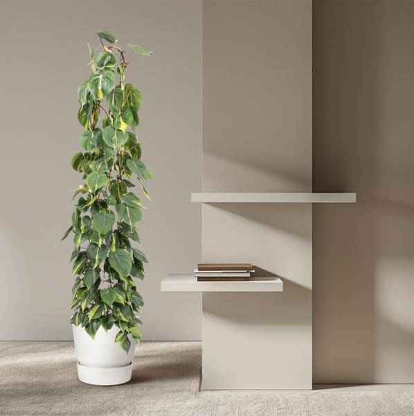 Image of Baumfreund – Philodendron Scandens Brasil – Zimmerpflanze – 160cm – Ø27cm – pflegeleichte Kletterpflanze mit herzförmigen Blättern