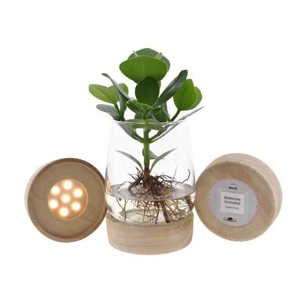 Image of Clusia im Kingston Glas mit LED – Ø12cm – ↕30cm – Hydrokultur im dekorativen Glasgefäß-0